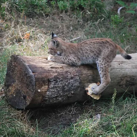 Hammerwaldblick Im Dachgeschoss