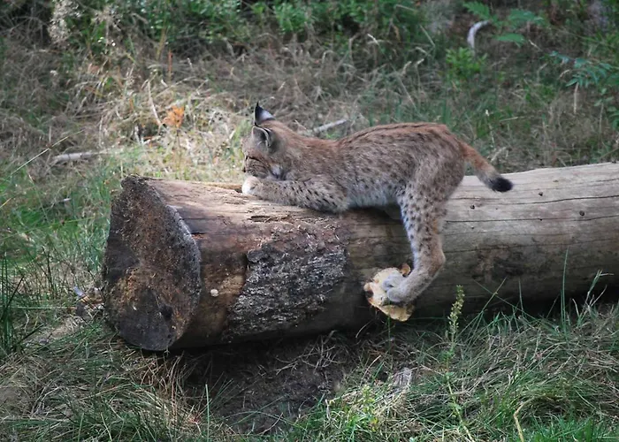 Hammerwaldblick Im Dachgeschoss